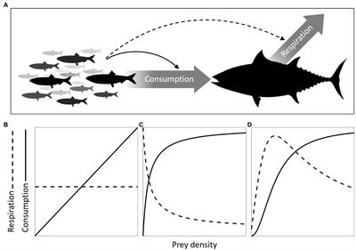 Metabolic responses of predators to prey density